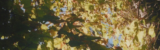 Brandon Thomas De La Cruz